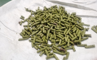 鋸末顆粒一噸能賺多少？顆粒機廠家給你算了一筆賬