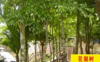 紅花梨下腳料千萬別再丟了，都是寶啊